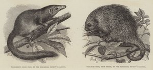 The Tree Shrew og Tree Piggsvin